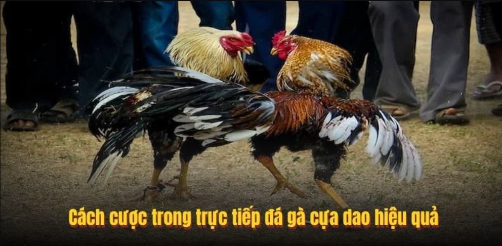 Các kèo đá gà cựa dao phổ biến tại KING88