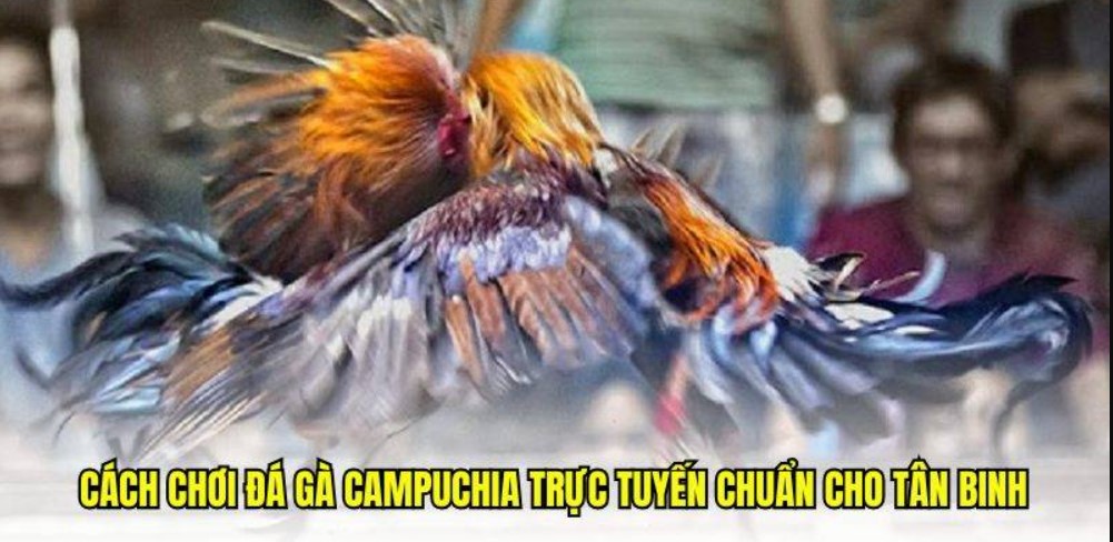 Quy định thời gian và kết quả đá gà Campuchia