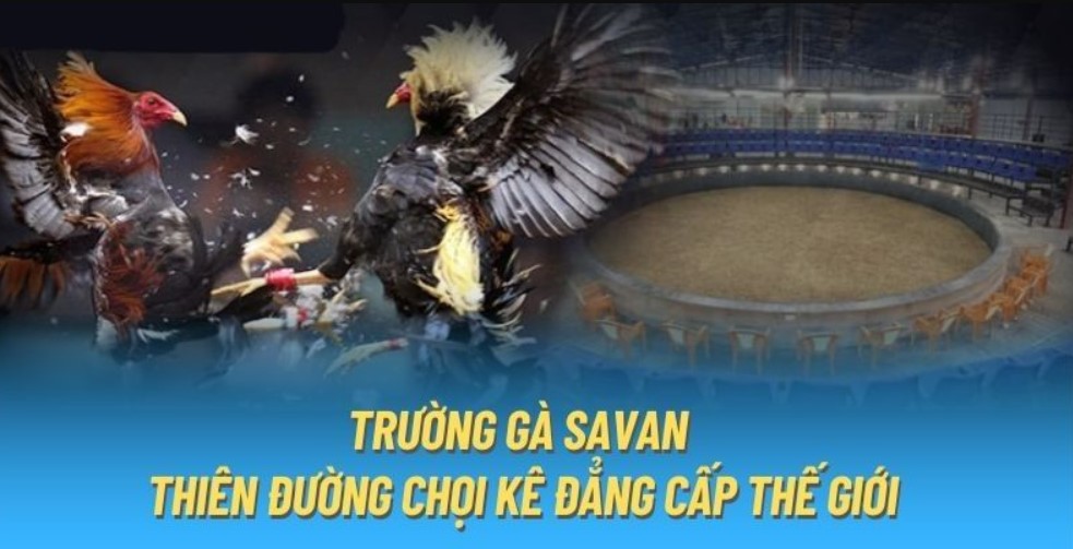 Tốc độ phản ứng mạnh mẽ trong đá gà savan